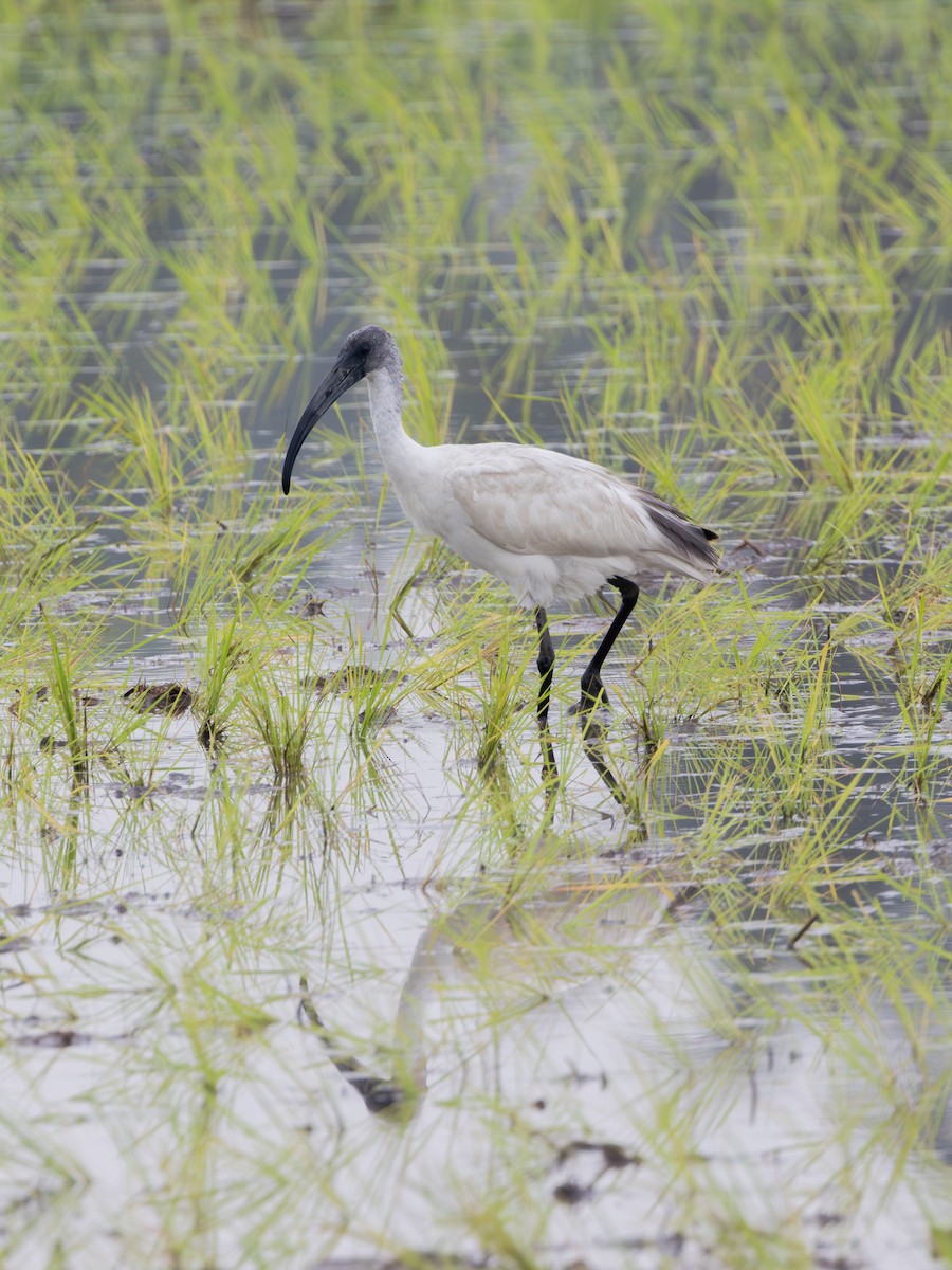 Black-headed Ibis - ML645435723