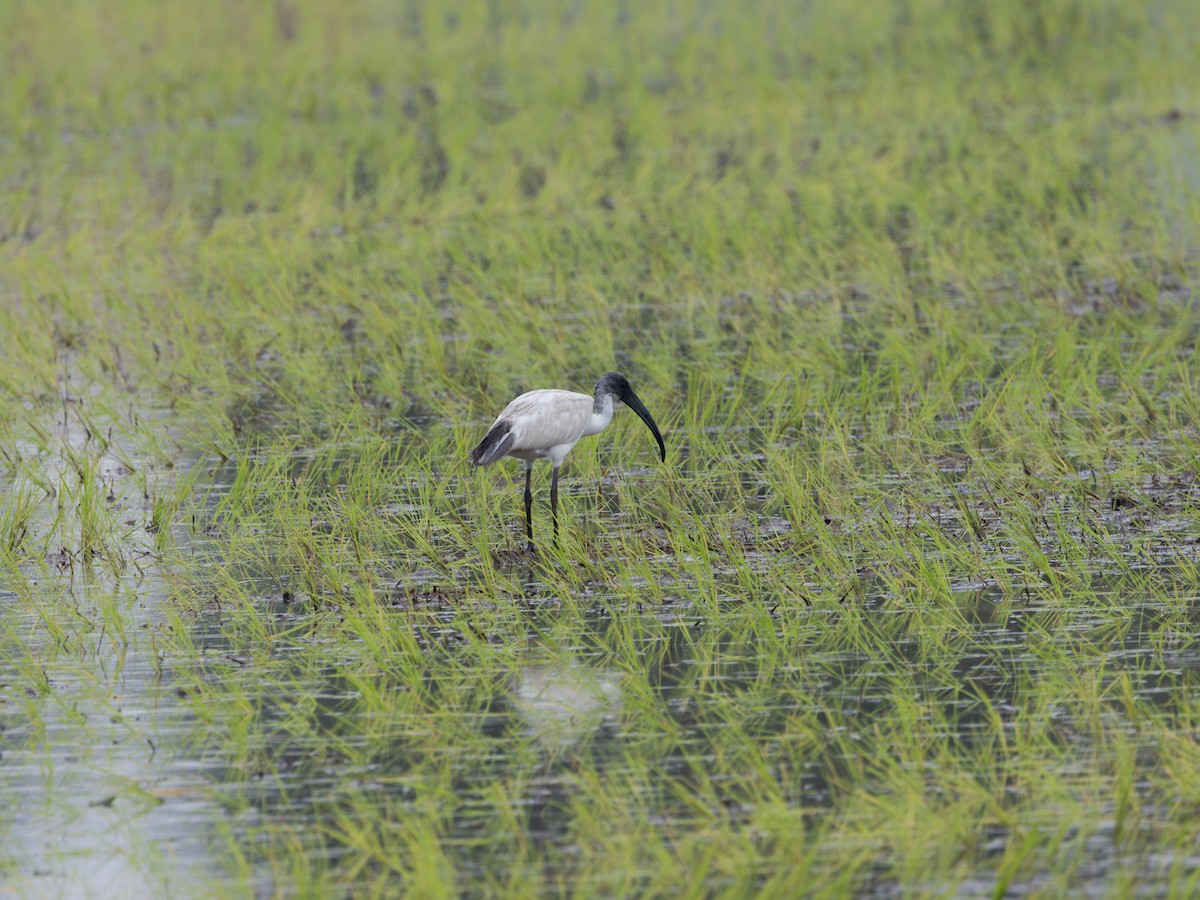 Black-headed Ibis - ML645435724