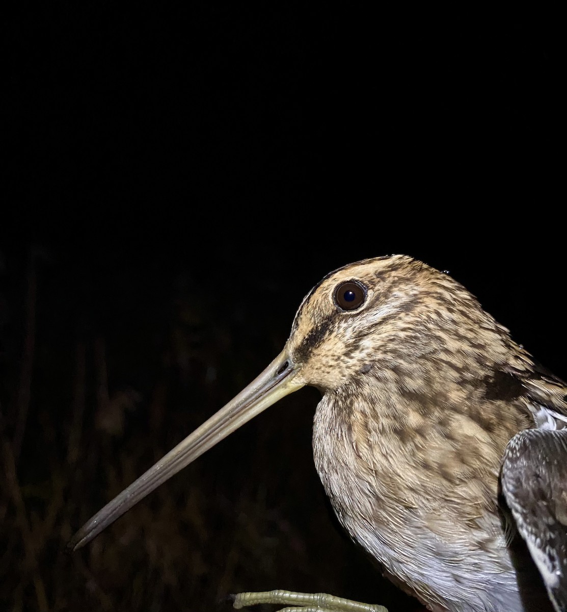 חרטומית ביצות - ML645435725