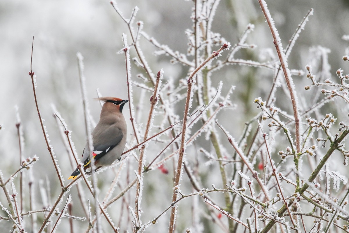 キレンジャク - ML645435730