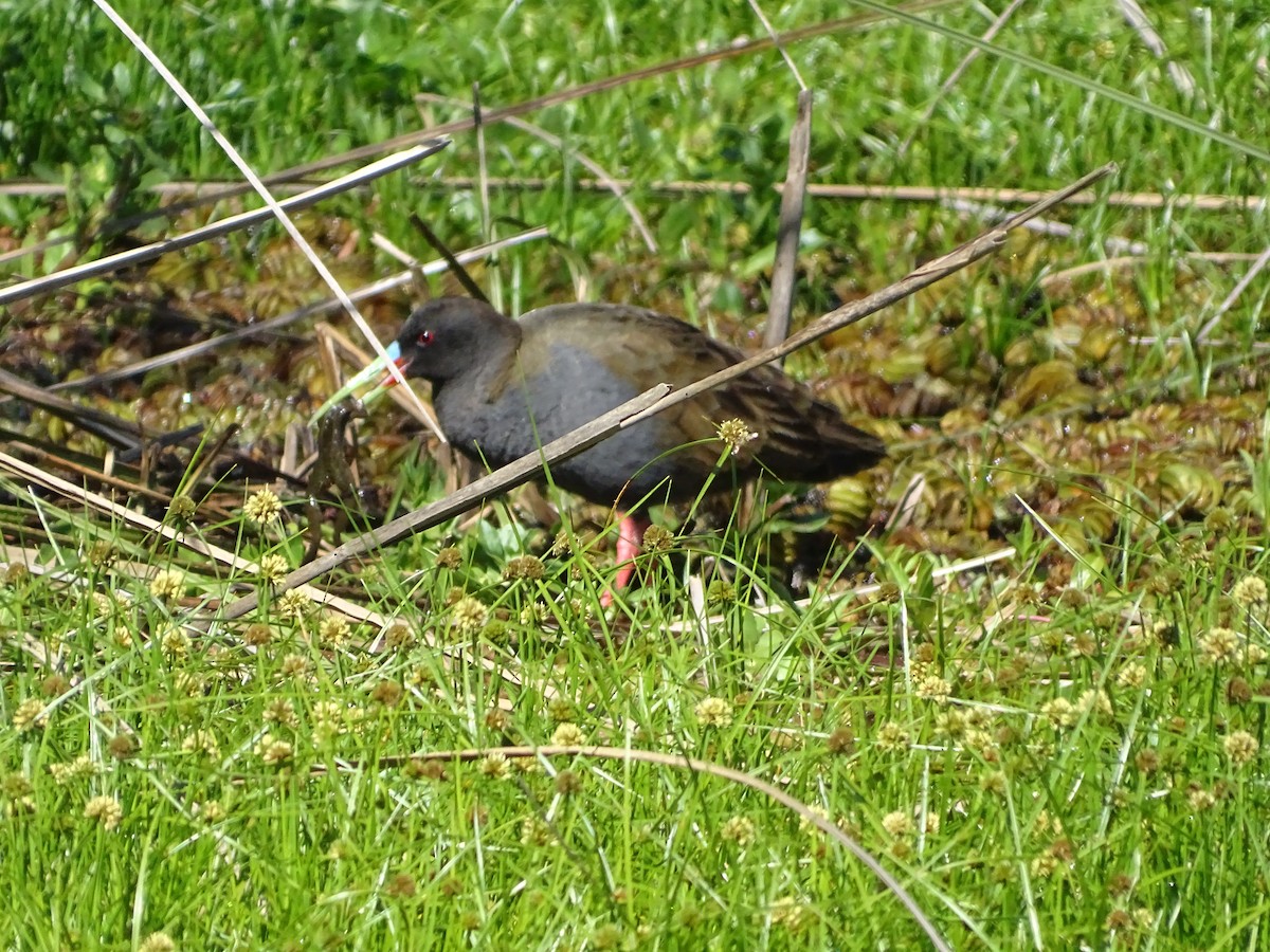 Plumbeous Rail - ML645435732