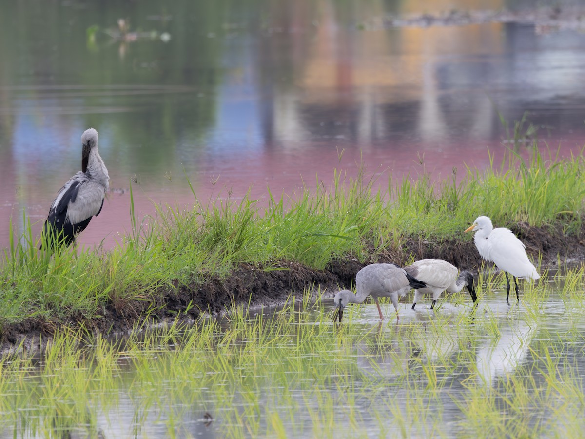 Black-headed Ibis - ML645435738