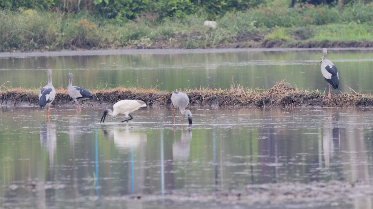 Black-headed Ibis - ML645435744