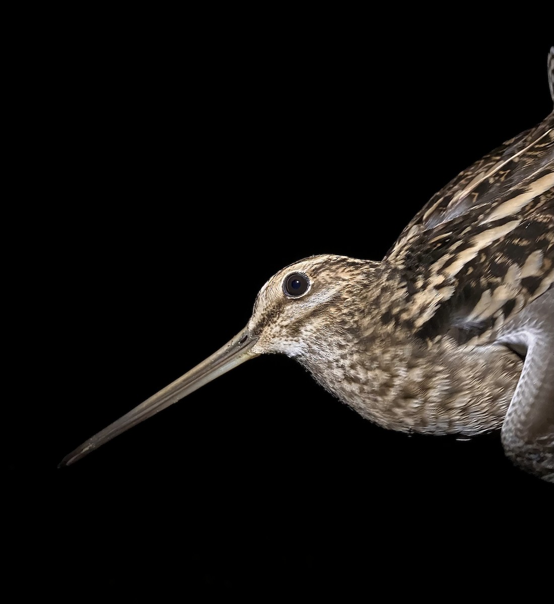 חרטומית ביצות - ML645435748