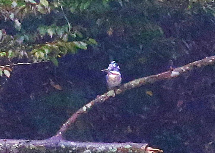 Рибалочка-чубань азійський - ML645435749