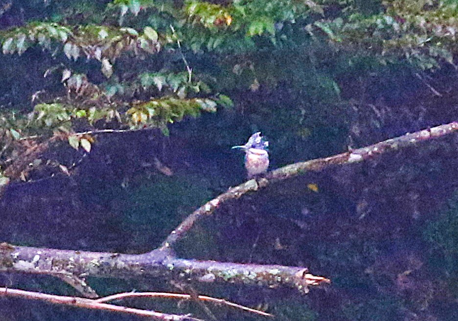 Рибалочка-чубань азійський - ML645435750