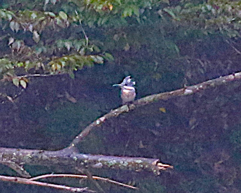 Рибалочка-чубань азійський - ML645435751