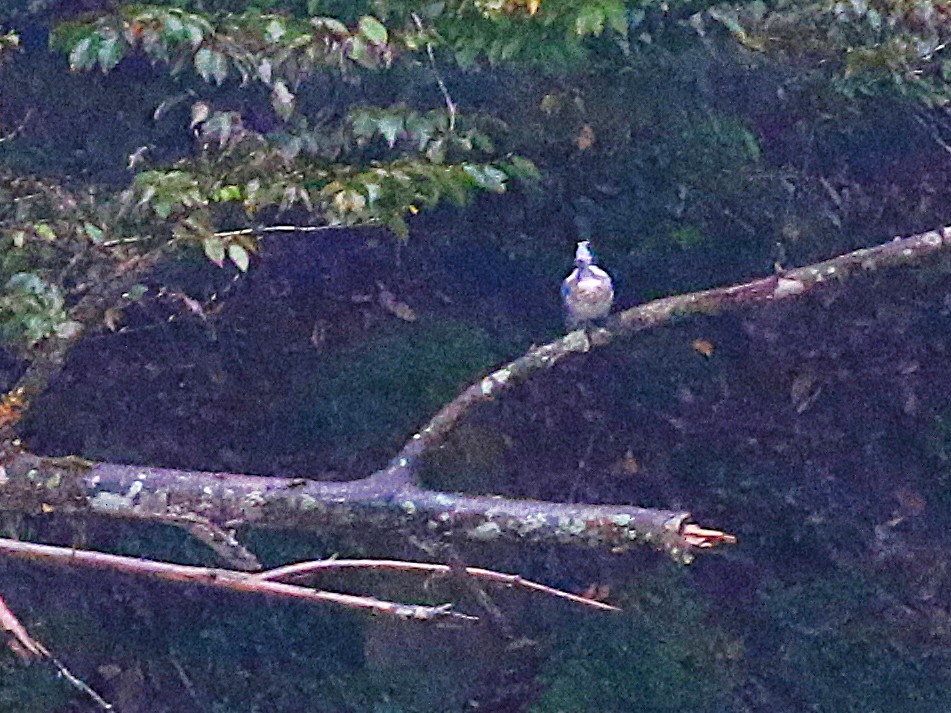 Рибалочка-чубань азійський - ML645435752