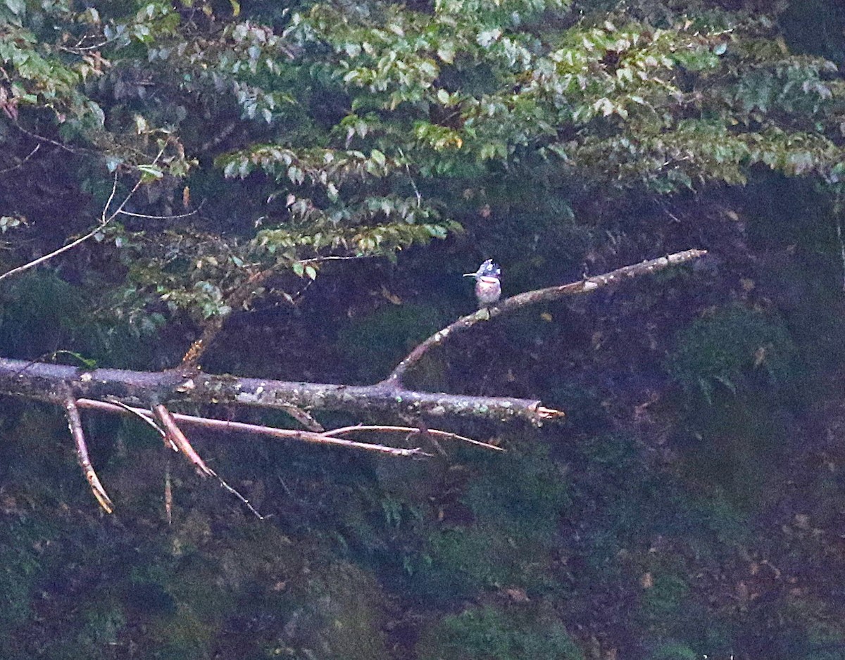 Рибалочка-чубань азійський - ML645435753