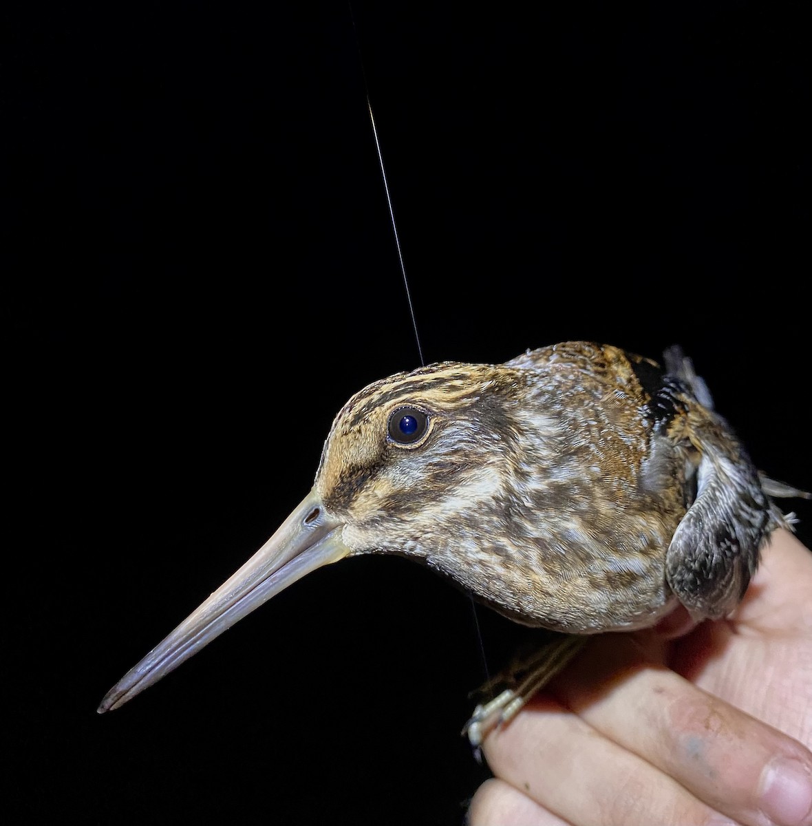 Jack Snipe - ML645435757