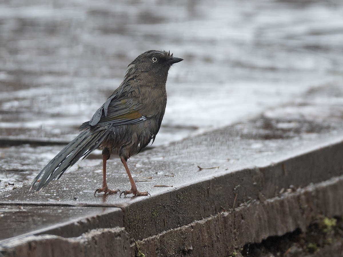 Elliot's Laughingthrush - ML645435763