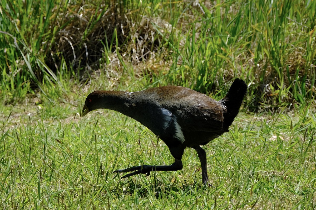 Tasmanian Nativehen - ML645435769