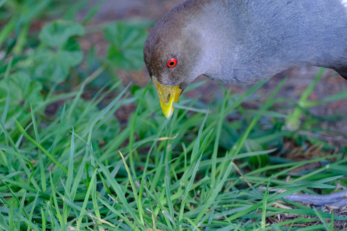 Tasmanian Nativehen - ML645435770