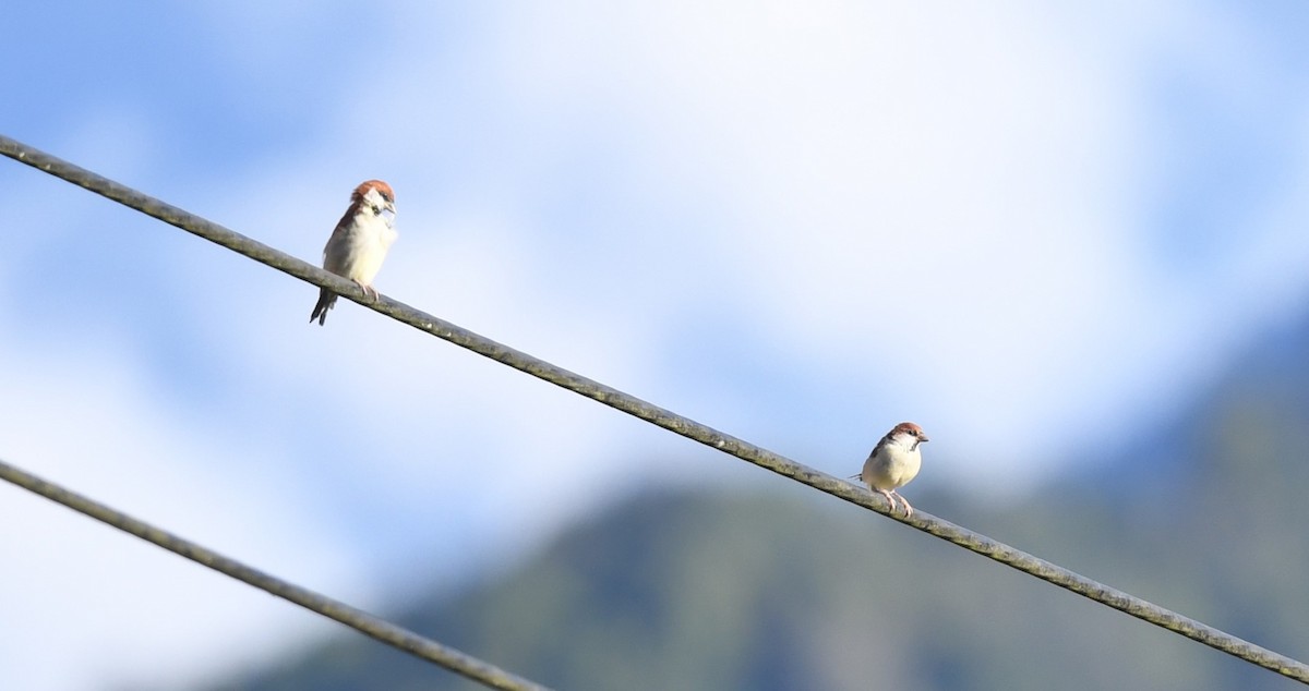 Горобець рудий - ML645435771