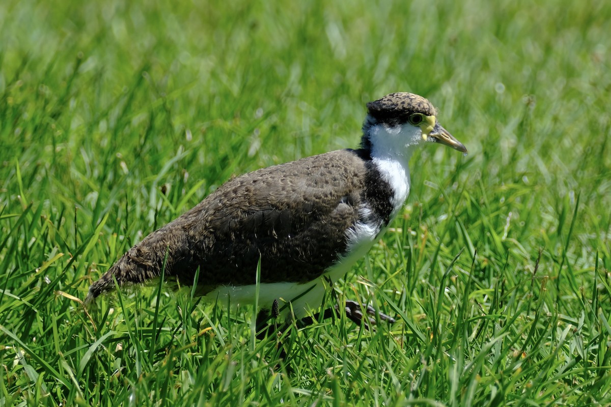 čejka australská (ssp. novaehollandiae) - ML645435772