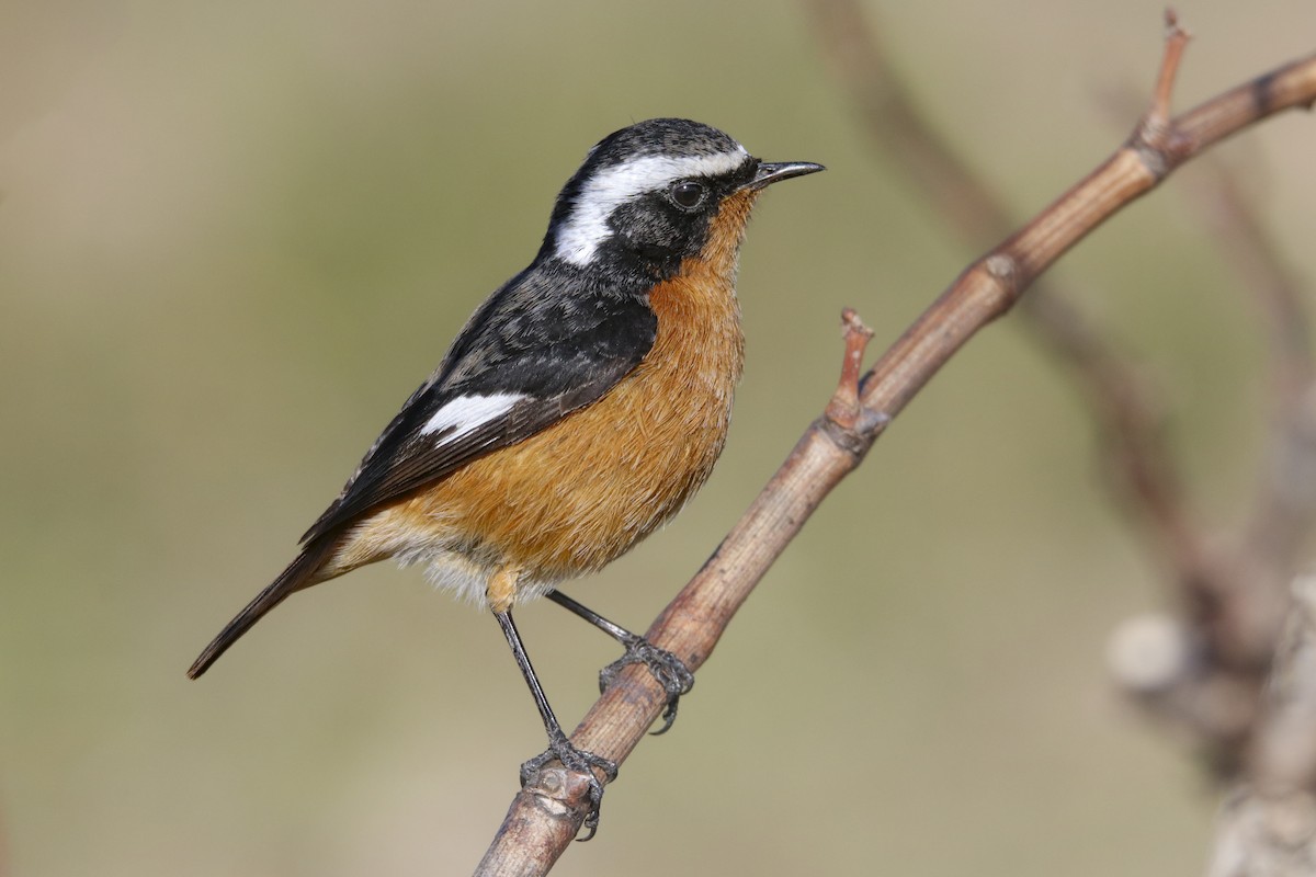 Moussier's Redstart - ML645435773