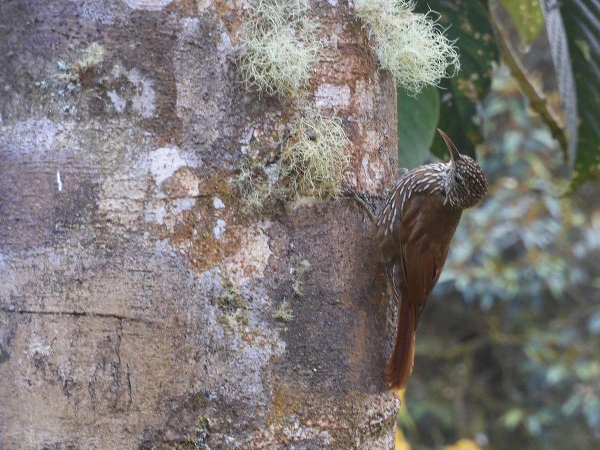 Dağ Tırmaşık - ML645435782