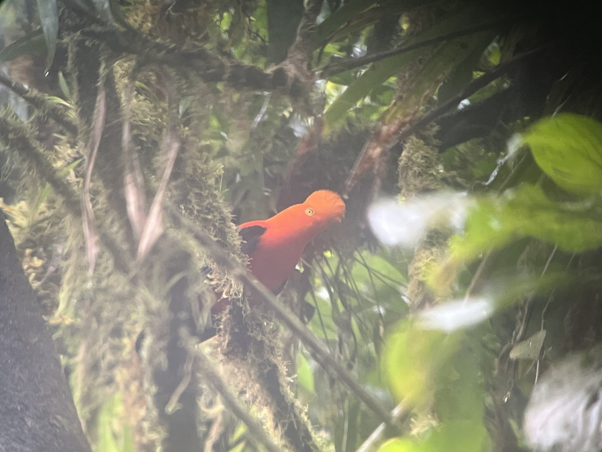Andean Cock-of-the-rock - ML645435792