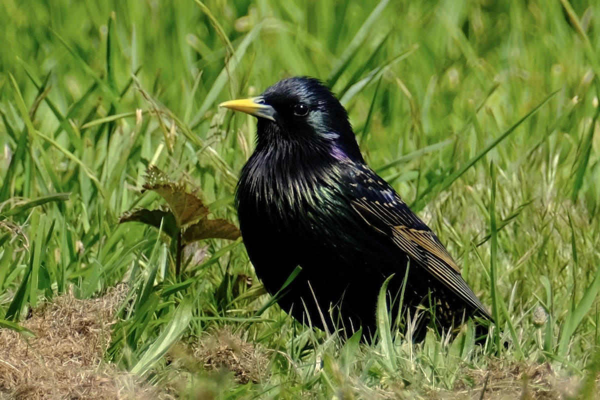 Шпак звичайний - ML645435797