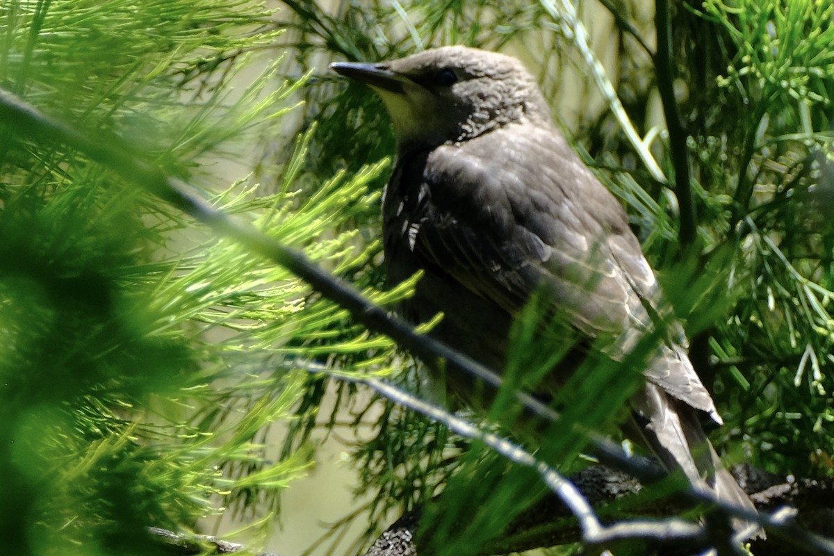 Шпак звичайний - ML645435798