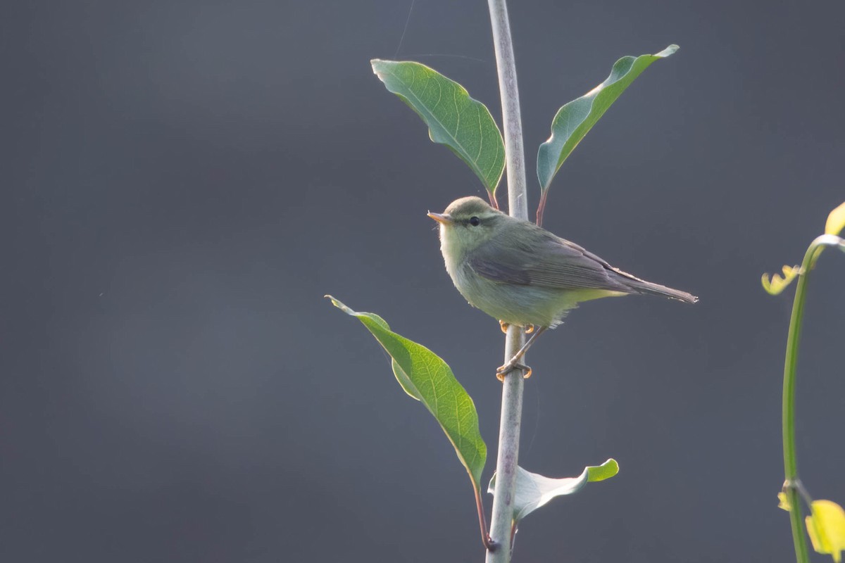 Желтобрюхая пеночка - ML645435800