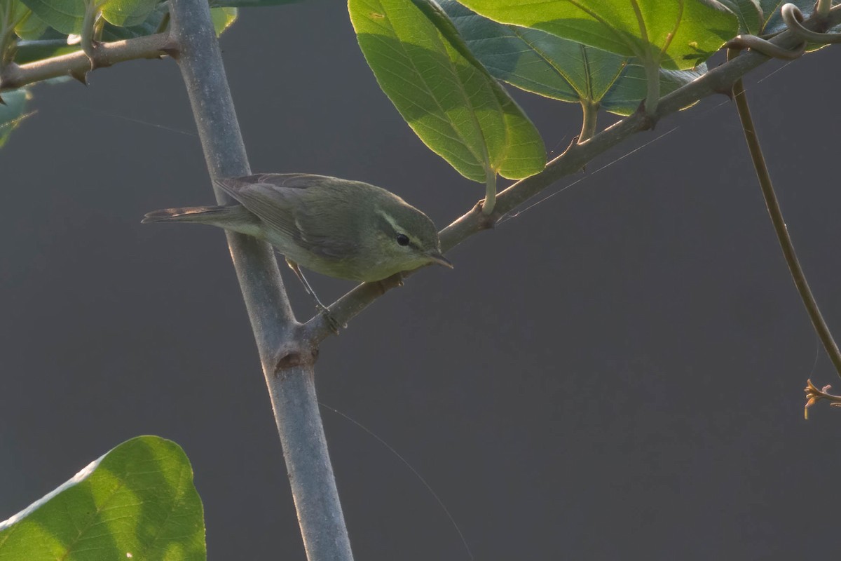 Желтобрюхая пеночка - ML645435801