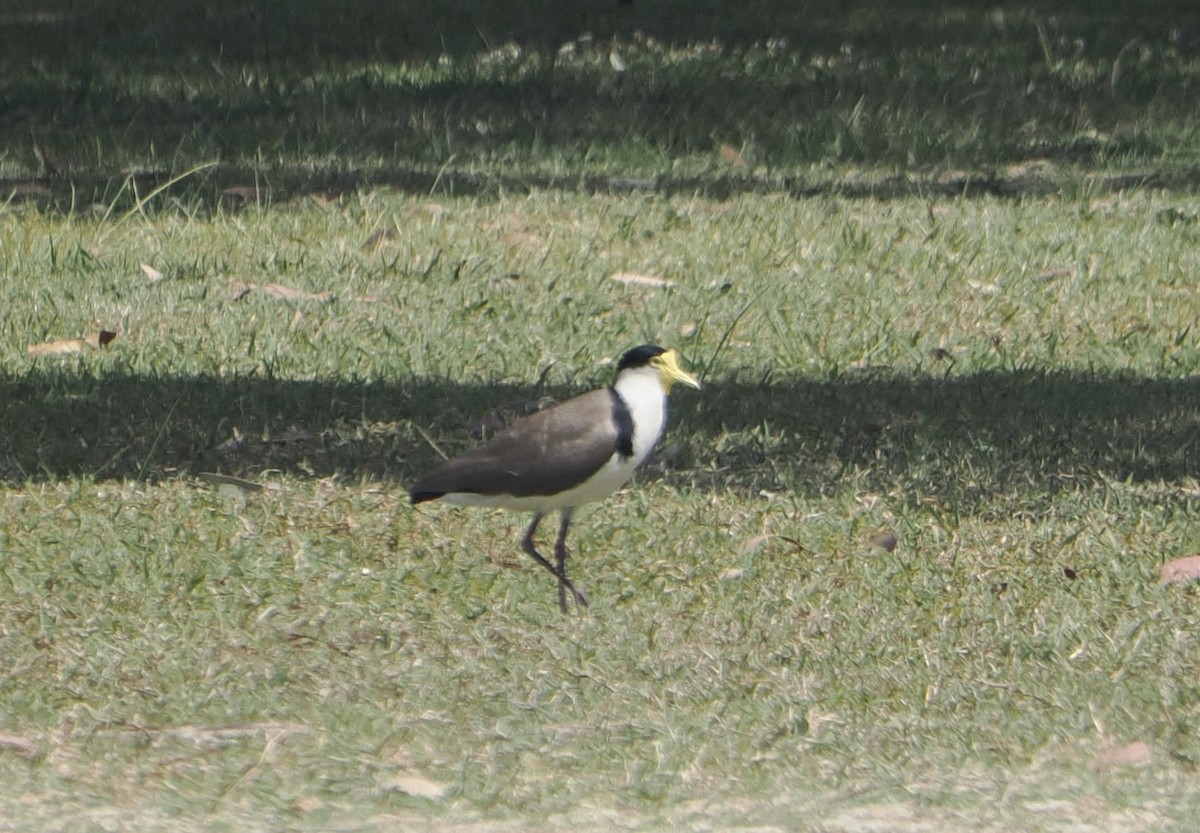 čejka australská - ML645435816