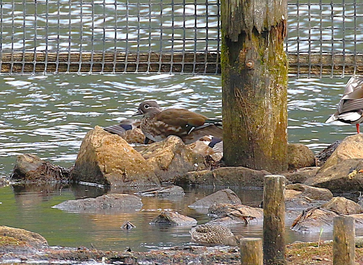 Mandarin Duck - ML645435818