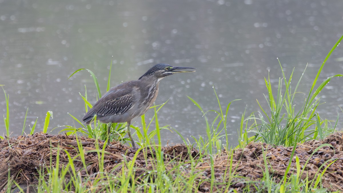 Little Heron - ML645435823