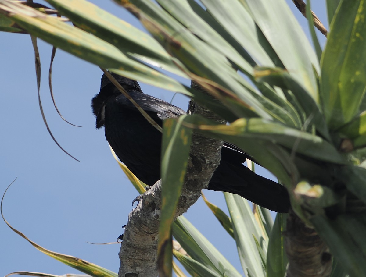 Torresian Crow - ML645435835