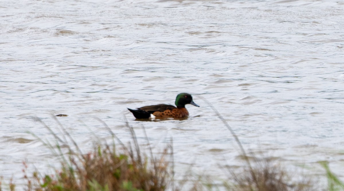 Kastanienente - ML645435841