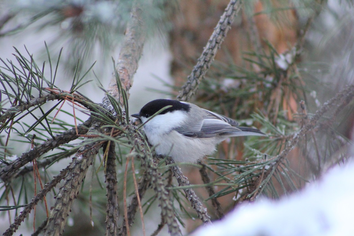 Пухляк - ML645435845