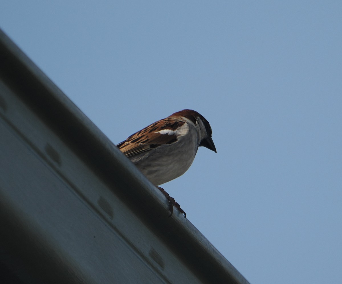 Gorrión Común - ML645435846