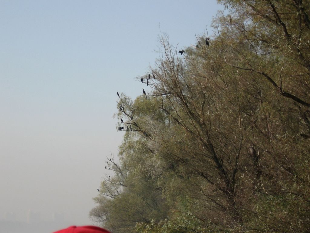 Kormoran - ML645435887