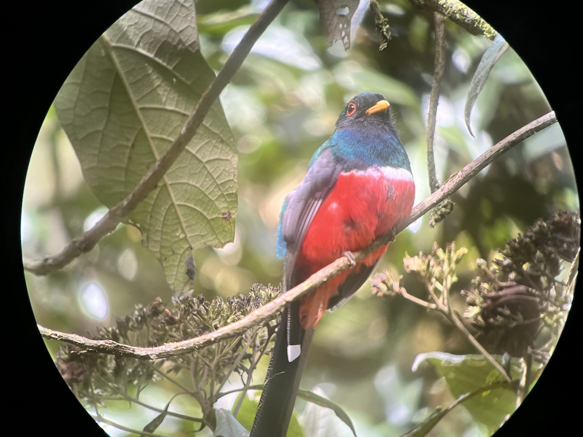 Masked Trogon - ML645435896