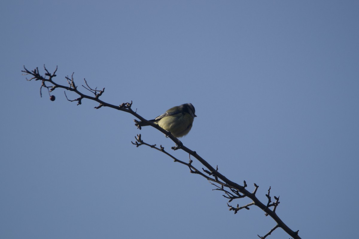 Eurasian Blue Tit - ML645435897