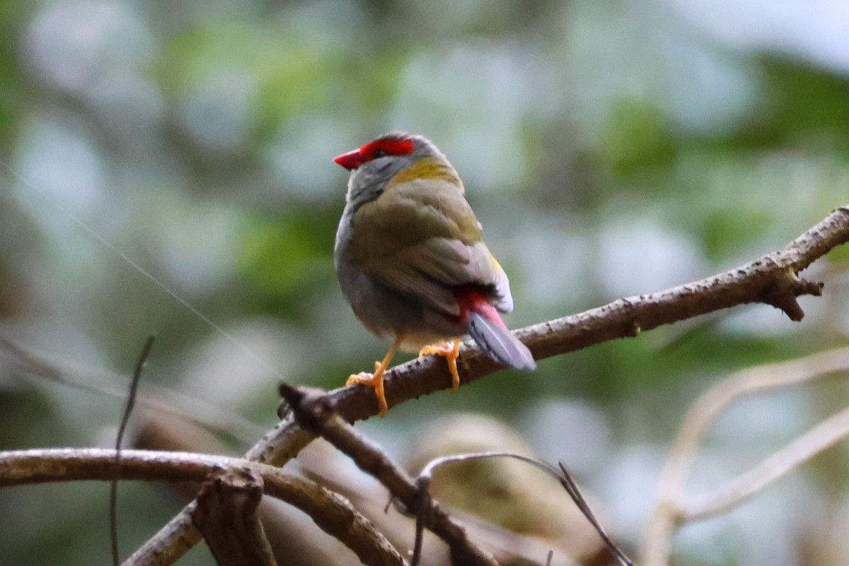 Al Kaşlı Belikınalı - ML645435898