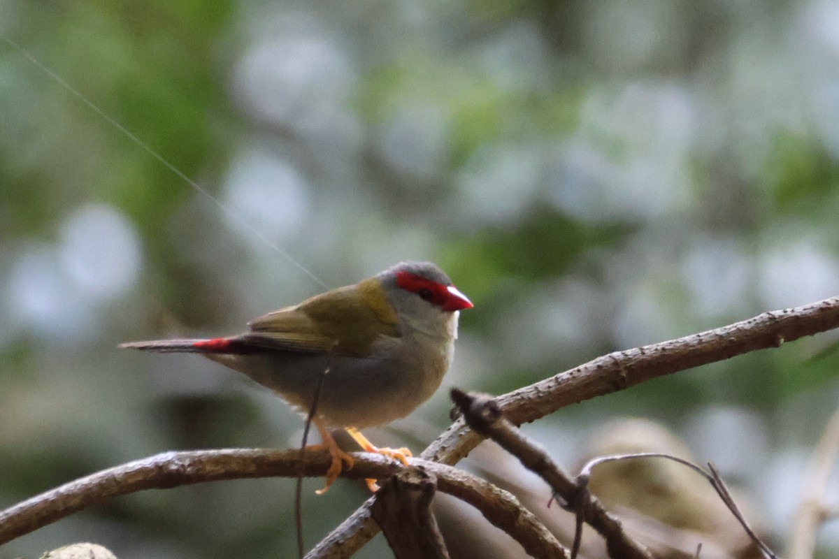 Al Kaşlı Belikınalı - ML645435899