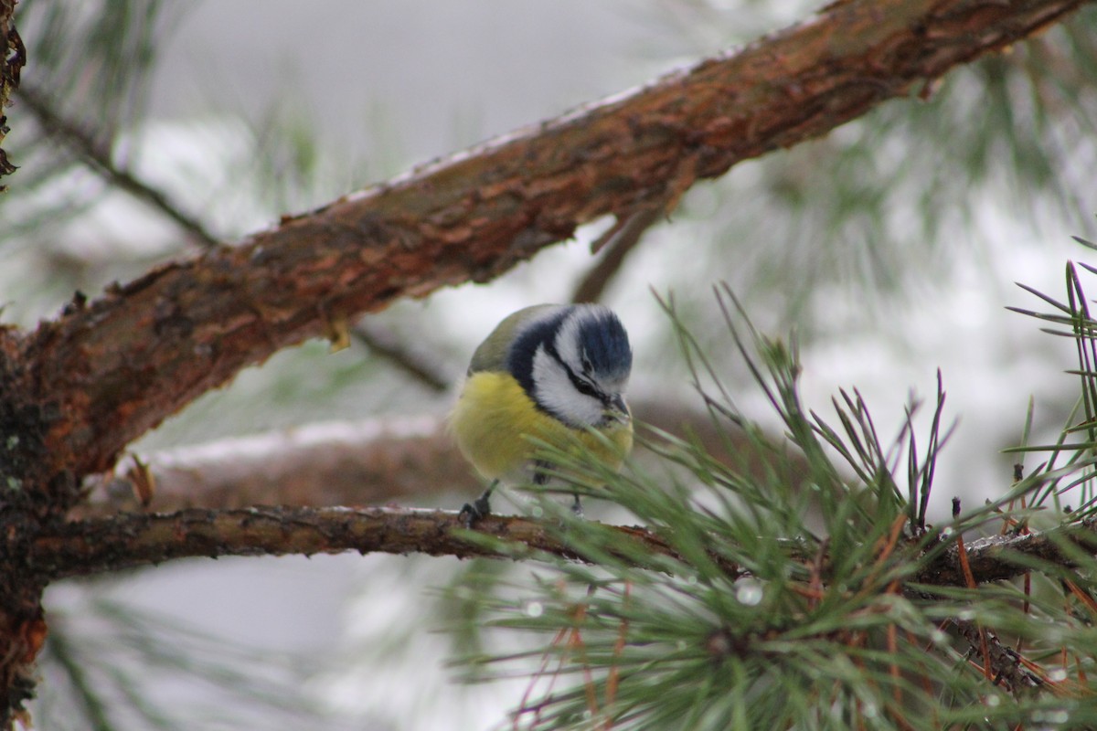 Eurasian Blue Tit - ML645435900