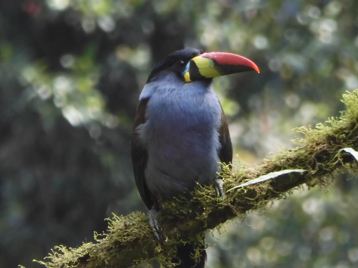 Gray-breasted Mountain-Toucan - ML645435901