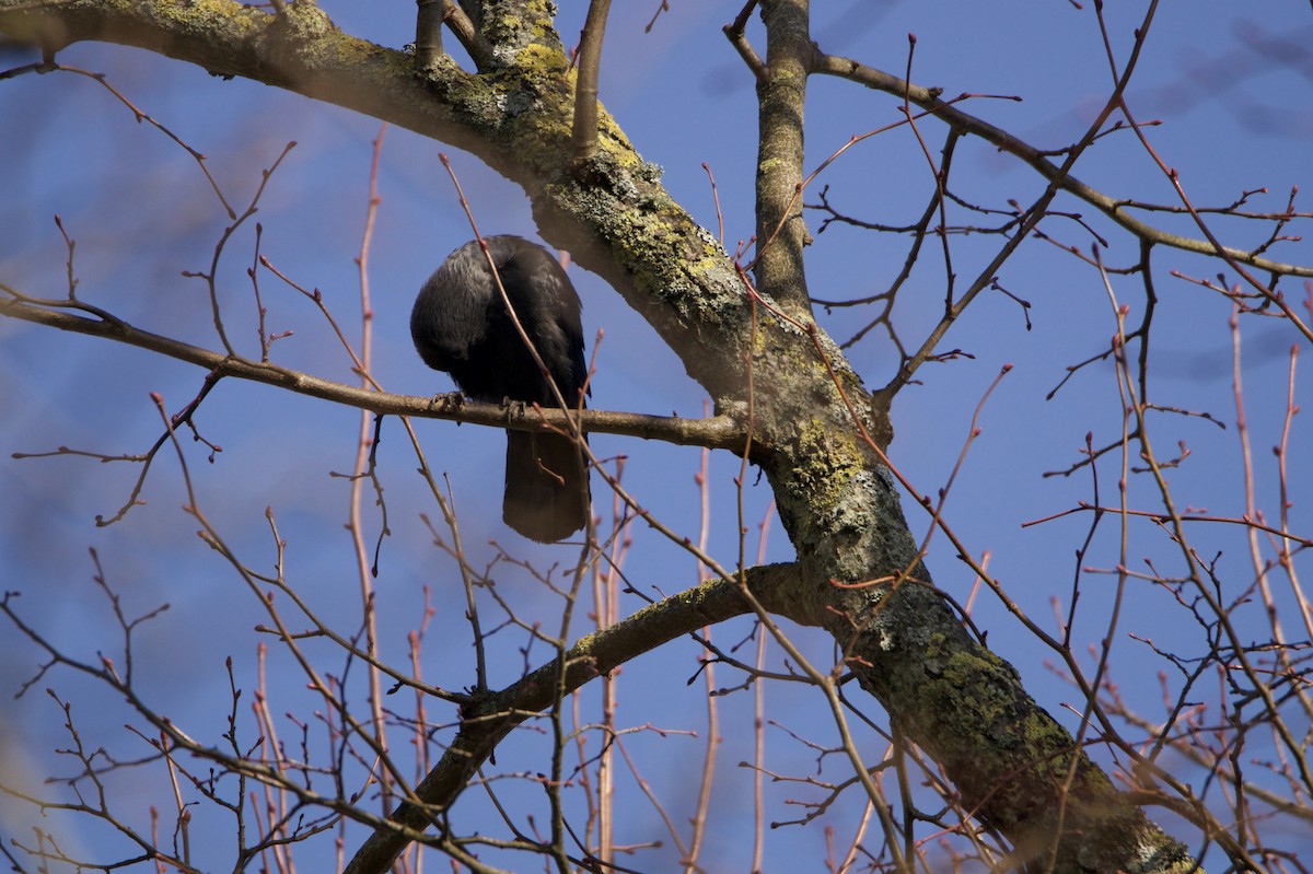 Eurasian Jackdaw - ML645435903