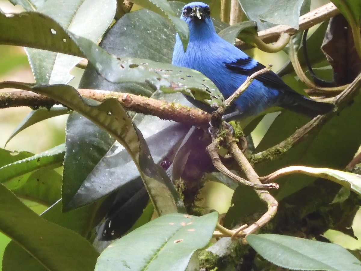 Blue-and-black Tanager - ML645435904