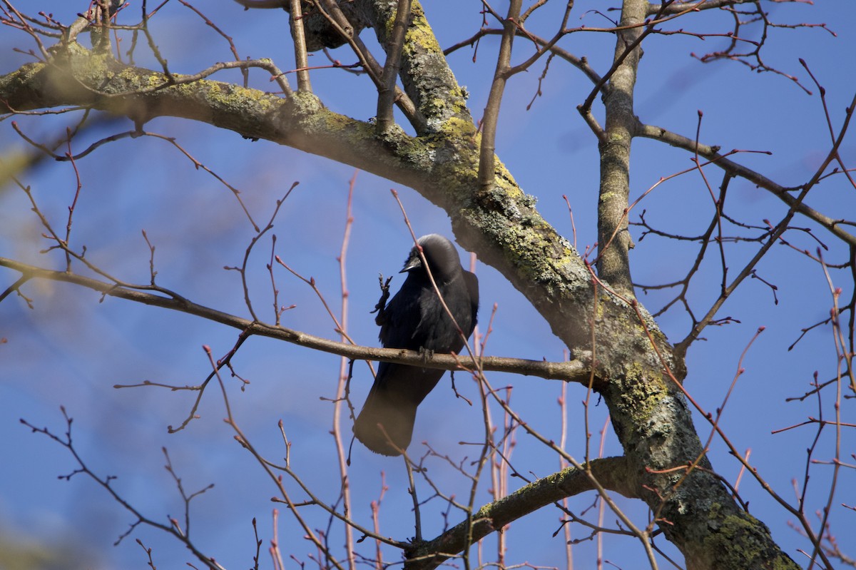 Eurasian Jackdaw - ML645435905