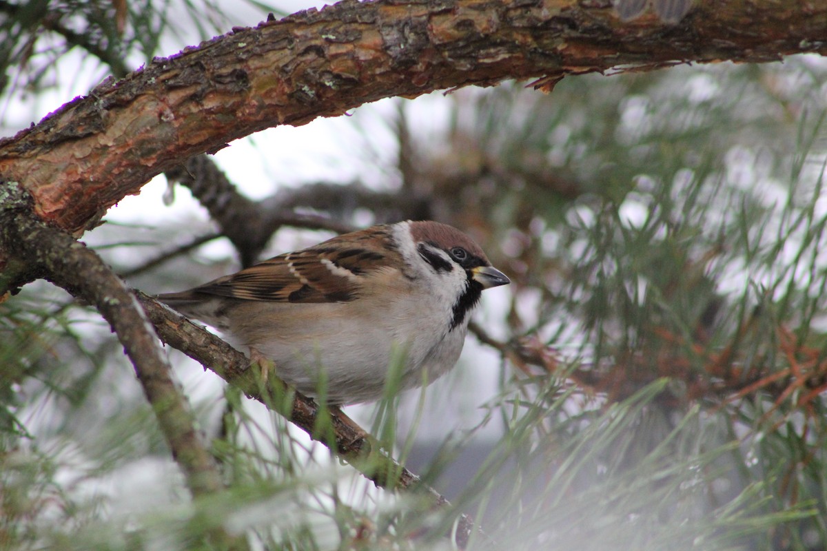 Eurasian Tree Sparrow - ML645435907
