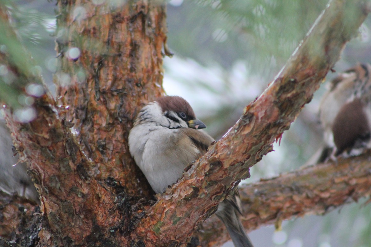 Eurasian Tree Sparrow - ML645435915