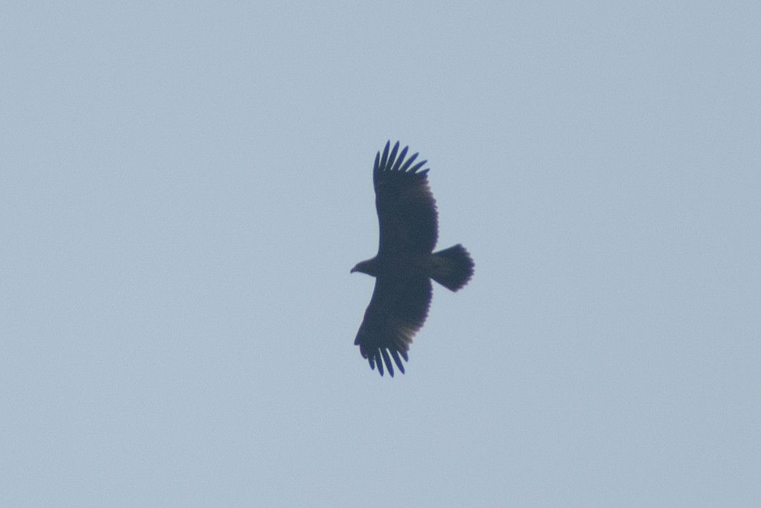 orel volavý - ML645435918