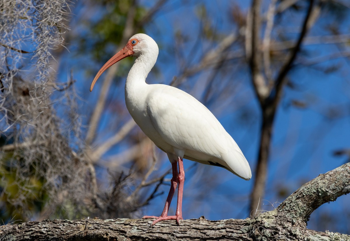 White Ibis - ML645435922