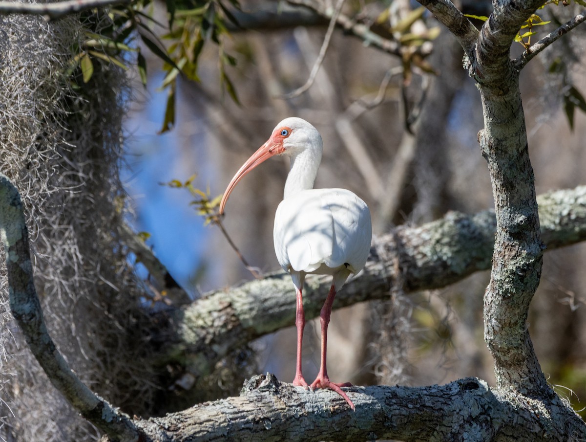 White Ibis - ML645435926