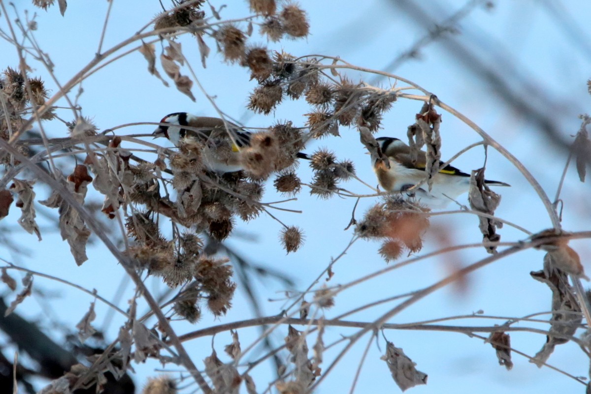 European Goldfinch - ML645435927
