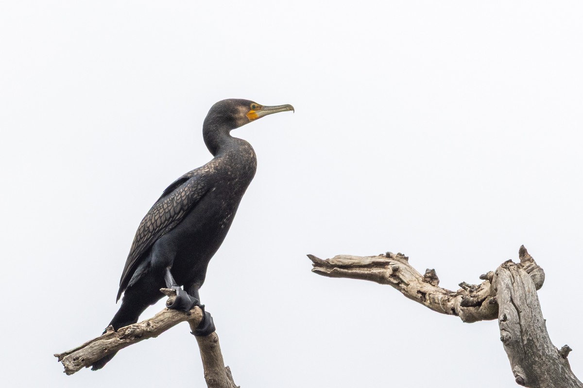 Kormoran - ML645435928